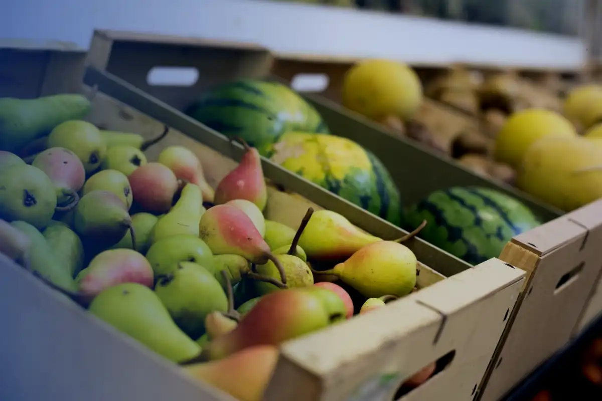 Guia Completo: Instalação de Câmaras Frias para Fruticultura no Vale do São Francisco